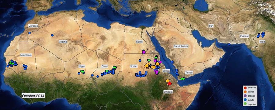 4 novembre. Développement d’une résurgence acridienne au Soudan et intensification des efforts de lutte