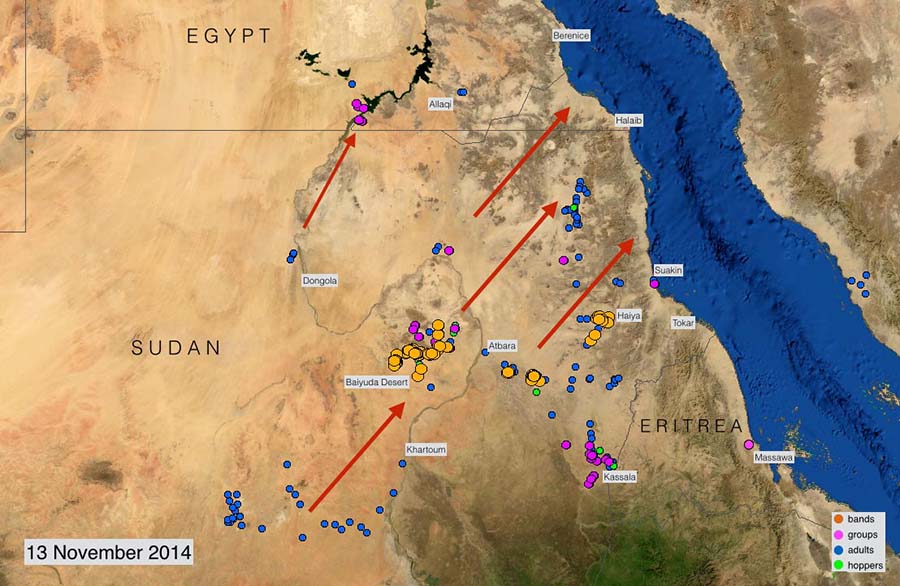 13 novembre. Menace du Criquet pèlerin sur la côte de la mer Rouge, au Soudan et en Égypte