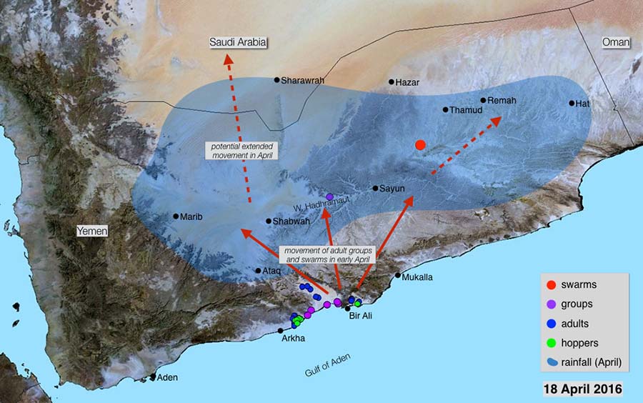 18 avril. Déplacement de la résurgence du Criquet pèlerin vers l’intérieur du Yémen