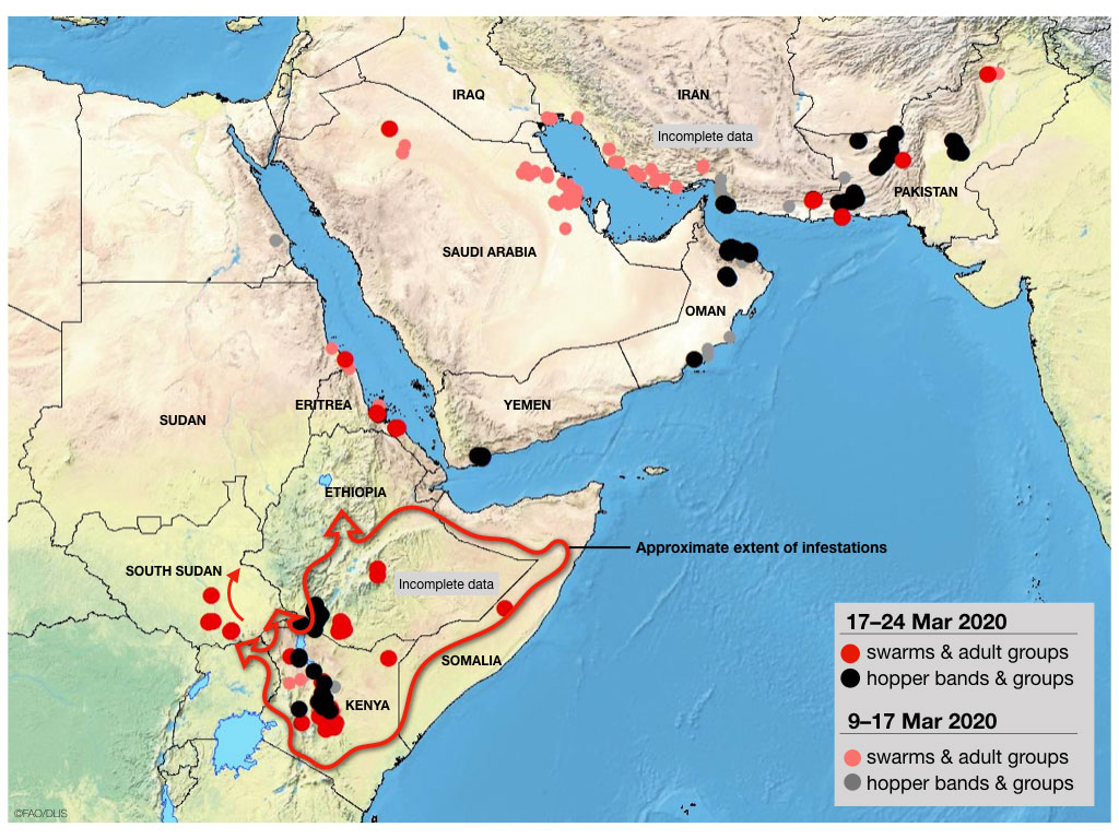 24 mars. De nouveaux essaims continuent à se former dans la Corne de l’Afrique