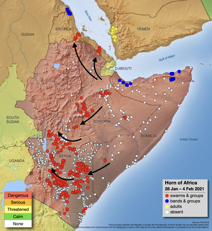 4 February. Swarm invasion declining in Kenya