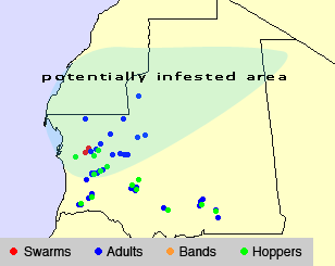13 octobre. Les éclosions ont commencé dans le nord-ouest de la Mauritanie