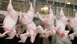 Risk management tool for the control of Campylobacter and Salmonella in chicken meat
