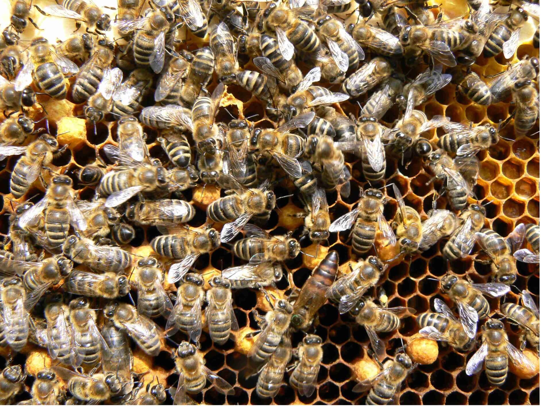 Here's all the buzz about honeybees