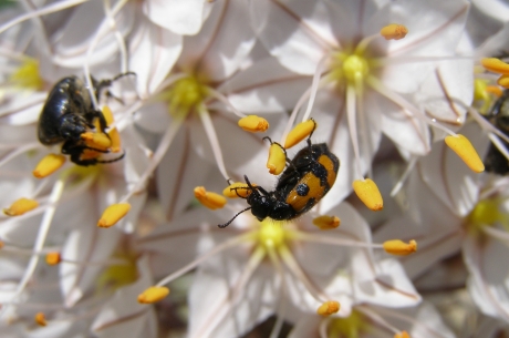 دور النحل والحشرات في عملية التكاثر انها تساعد في عملية التلقيح فتسمى ملقحات