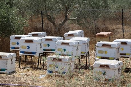 الابتكار في قطاع تربية النحل في فلسطين بالاستعانة بشمع العسل المعاد تدويره  | قصص المنظمة | منظمة الأغذية والزراعة للأمم المتحدة