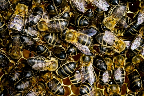 FAO: Chile tiene un déficit de 400 mil colmenas de abejas – Fundación Terram