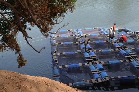 Jaulas flotantes, tesoros escondidos: piscicultura inteligente en  Guinea-Bissau | Historias de la FAO | Organización de las Naciones Unidas  para la Alimentación y la Agricultura