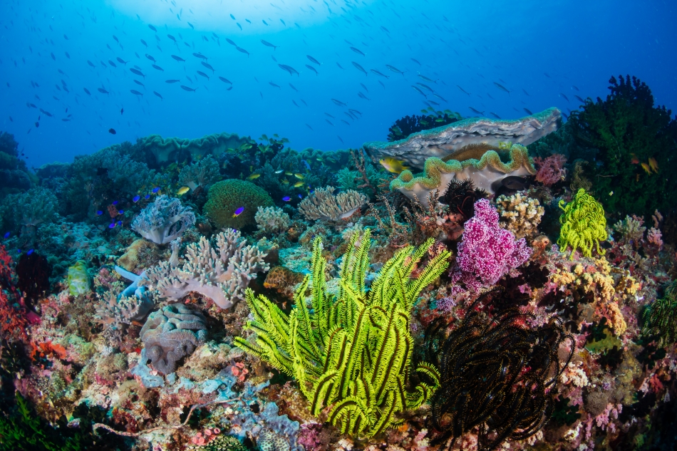 珍奇鱼种引发生物多样性保护新方式 粮农组织新闻故事 联合国粮食及农业组织