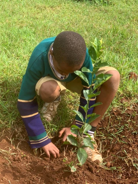 Planter Des Jeunes Arbres Fruitiers Dans La Fosse D'atterrissage À