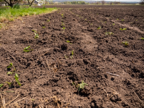 من ماريوبول المنكوبة إلى زراعة الحدائق المنزلية في شرق أوكرانيا | قصص  المنظمة | منظمة الأغذية والزراعة للأمم المتحدة
