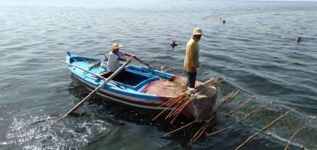 Tunisia fishermen turn tide to cash in on blue crab menace