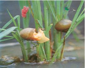 Regional Workshop On Spread Prevention And Control Of Apple Snail Pomacea Spp In Rice Fao Regional Office For Asia And The Pacific Food And Agriculture Organization Of The United Nations