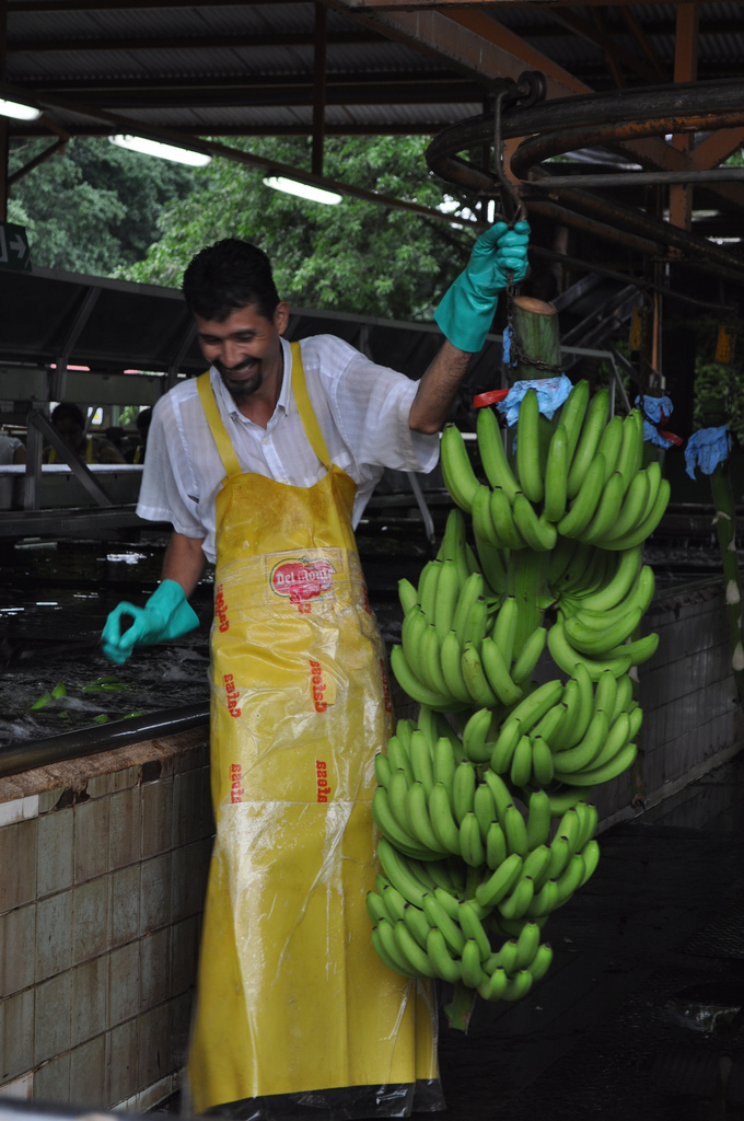 El Sector Bananero Costarricense Supera Expectativas Y Logra Un