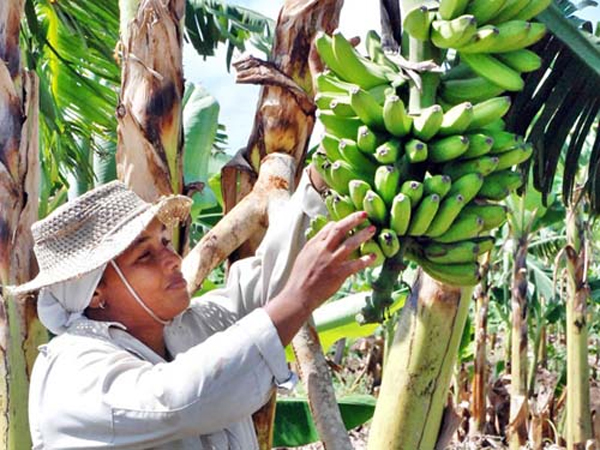 El cooperativismo dinamiza la producción de alimentos en Cuba |  Agronoticias: Agriculture News from Latin America and the Caribbean | Food  and Agriculture Organization of the United Nations
