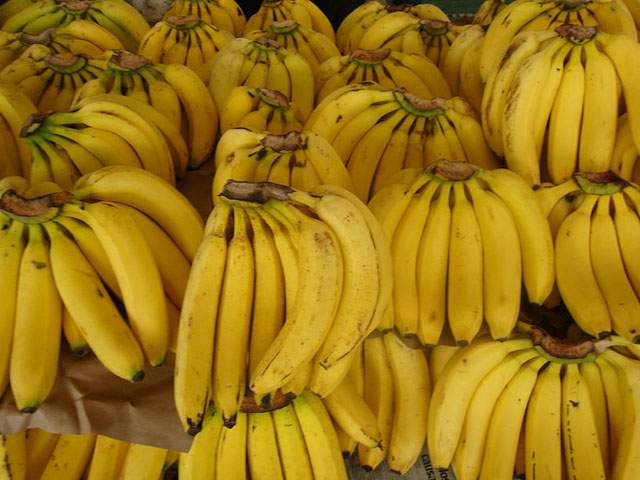Piura Impulsan Producción De Banano Orgánico En El Valle Del Chira