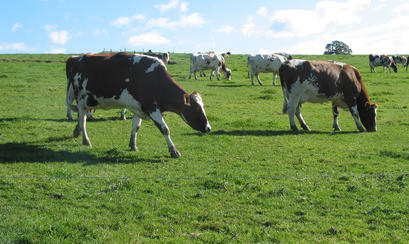El 85 por ciento del ganado bovino de América Latina está libre de aftosa |  Agronoticias: Actualidad agropecuaria de América Latina y el Caribe |  Organización de las Naciones Unidas para la
