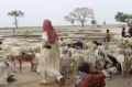 Africa Sustainable Livestock 2050 regional stakeholders meet to align common long-term livestock action for the years ahead