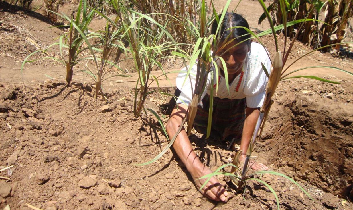 زيادة تلوث التربة يعرض سلامة الغذاء والأمن الغذائي للخطر | الشراكة العالمية  من أجل التربة | منظمة الأغذية والزراعة للأمم المتحدة