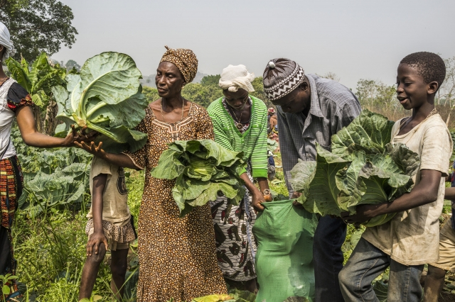 دعم المزارعين الأسريين من خلال تنويع برامج الإنتاج الزراعي والحماية  الاجتماعية | الغذاء المستدام والزراعة | منظمة الأغذية والزراعة للأمم المتحدة