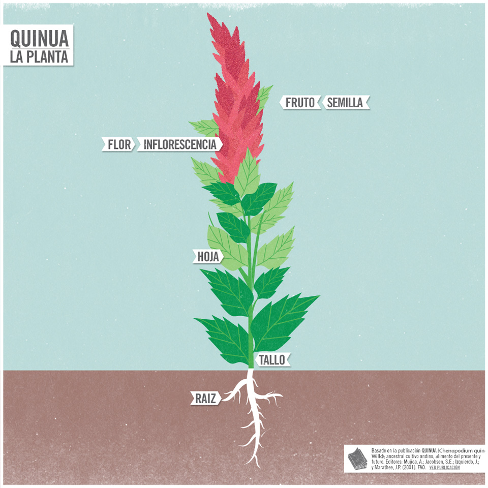 Planta- International Year of Quinoa 2013