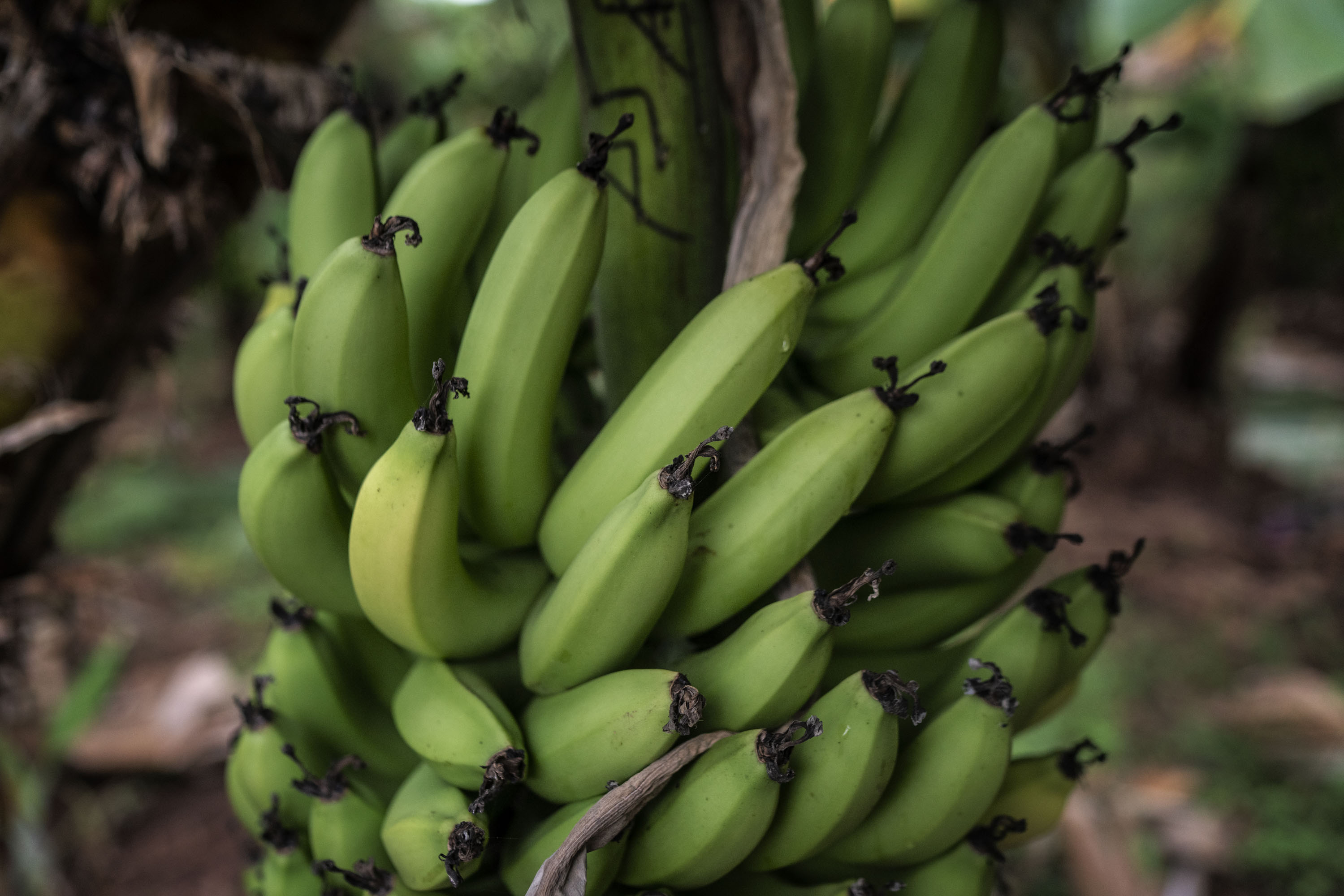 Organisation of a banana bunch.