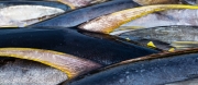 Climate change-driven changes in tuna distribution likely to impact economies of Pacific Ocean states, research suggests