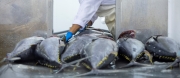 New tuna fisheries project poised to ensure all major tuna stocks are fished sustainably by 2027