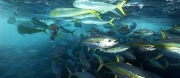 Common Oceans Program to ramp up sustainable management of the high seas