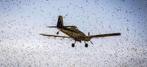 Desert Locust swarms in Kenya