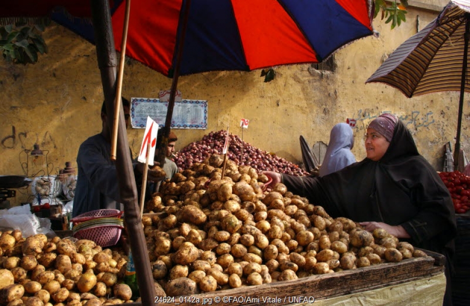 Potatoes | Food and Agriculture Organization of the United Nations