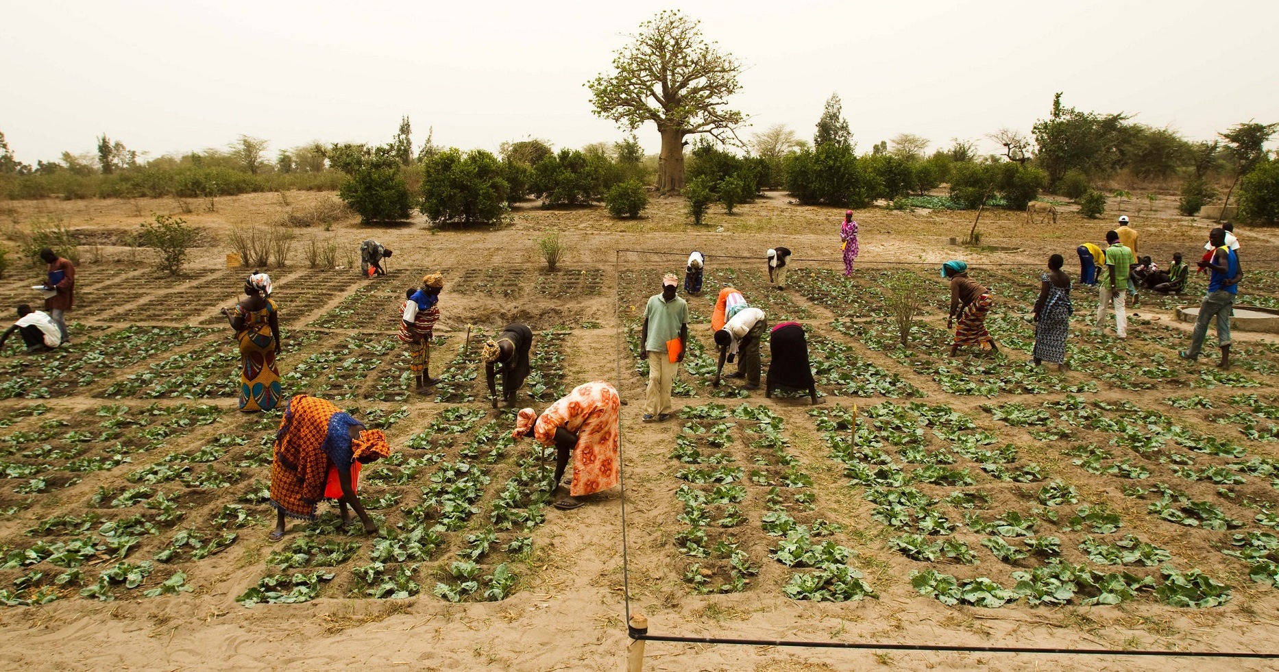 A successful model to engage Senegalese youth in agriculture | L ...