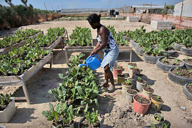 Immediate support to urban and peri-urban agriculture for earthquake ...