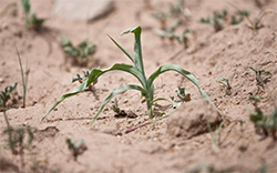effects of drought on agriculture