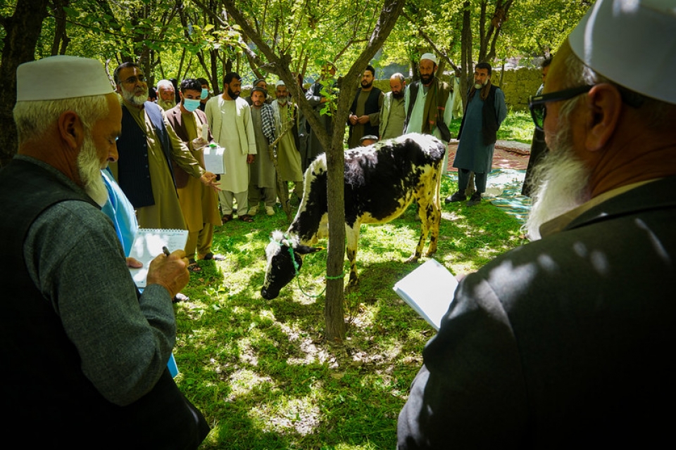 Surmonter le Premier Obstacle pour les Champs Ecole des Producteurs (CEP) pour l'Élevage en Afghanistan   