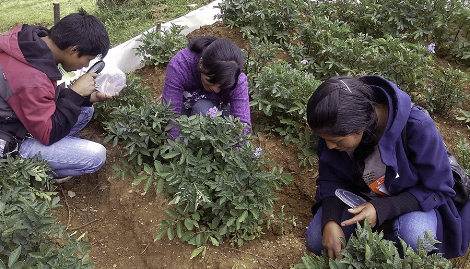 Nuevo Proyecto piloto de Escuelas de Campo de Agricultores en el Perú de capacitación de promotores campesino como facilitadores: cultivos de aguaymanto, alverja, alfalfa y  manejo productivo de cuyes 