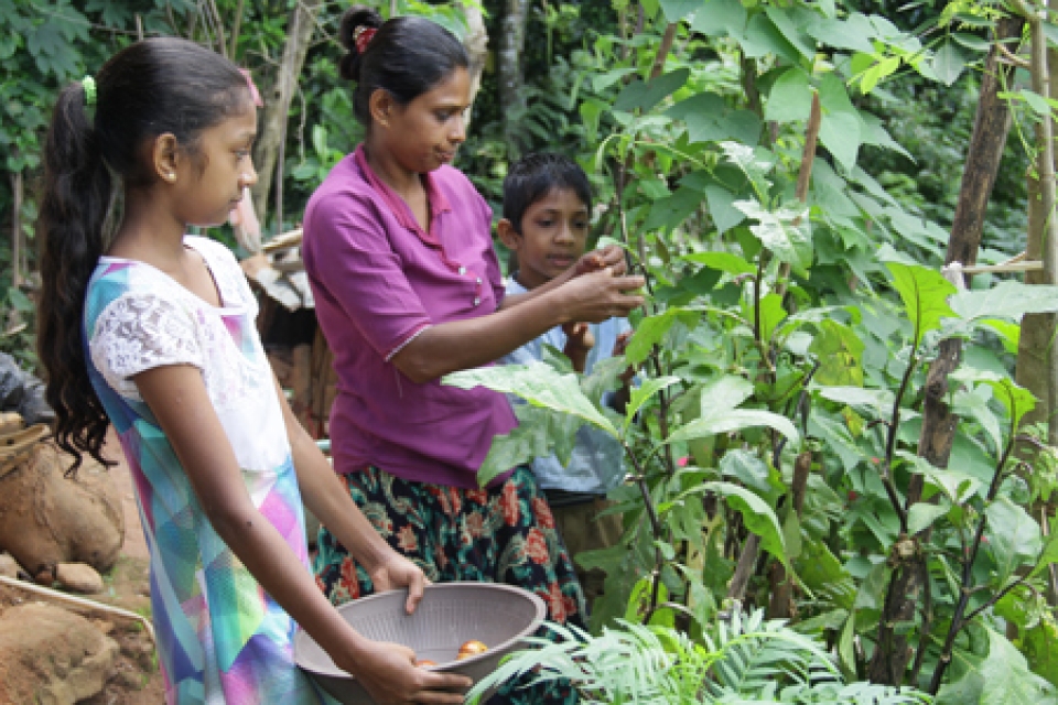 Schools without walls, improving livelihoods of smallholder farmers in Sri Lanka
