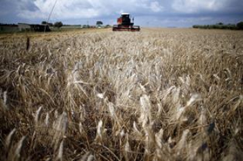 La Syrie augmente les prix d'achat du blé et de l'orge | Suivi et analyse  des prix alimentaires (FPMA) | Organisation des Nations Unies pour  l'alimentation et l'agriculture
