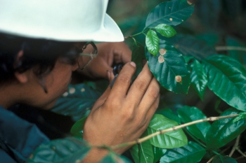 El Salvador: El Gobierno distribuye fungicidas para combatir la roya del  café | Seguimiento y análisis de los precios alimentarios (FPMA) |  Organización de las Naciones Unidas para la Alimentación y la Agricultura