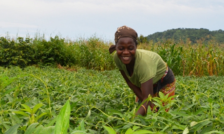 Malawi farmers find relief from FAO project after severe floods ...