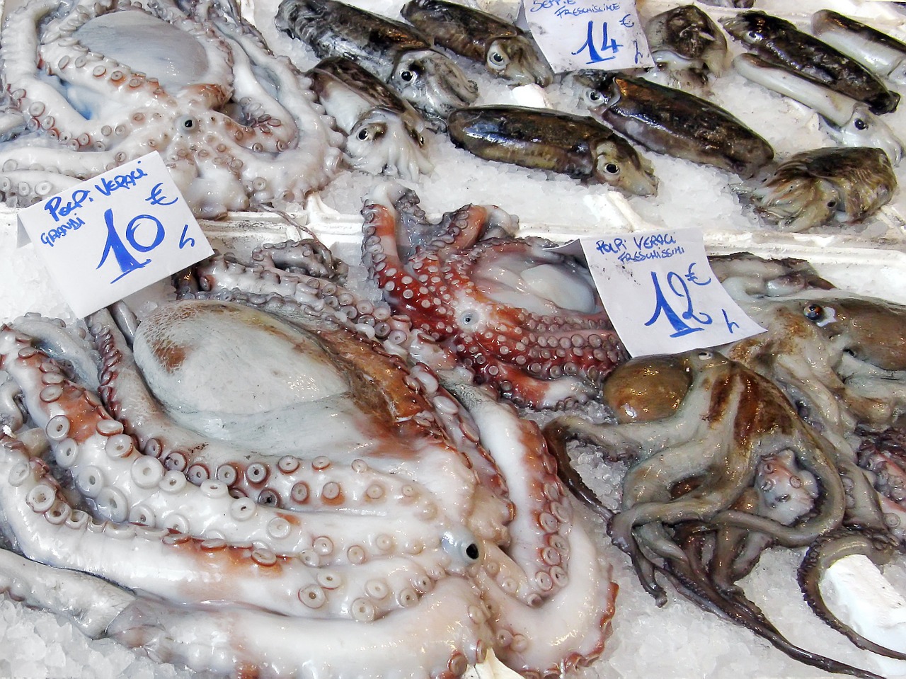 In Morocco, Octopus Fishing Postponed - Blue Life Hub