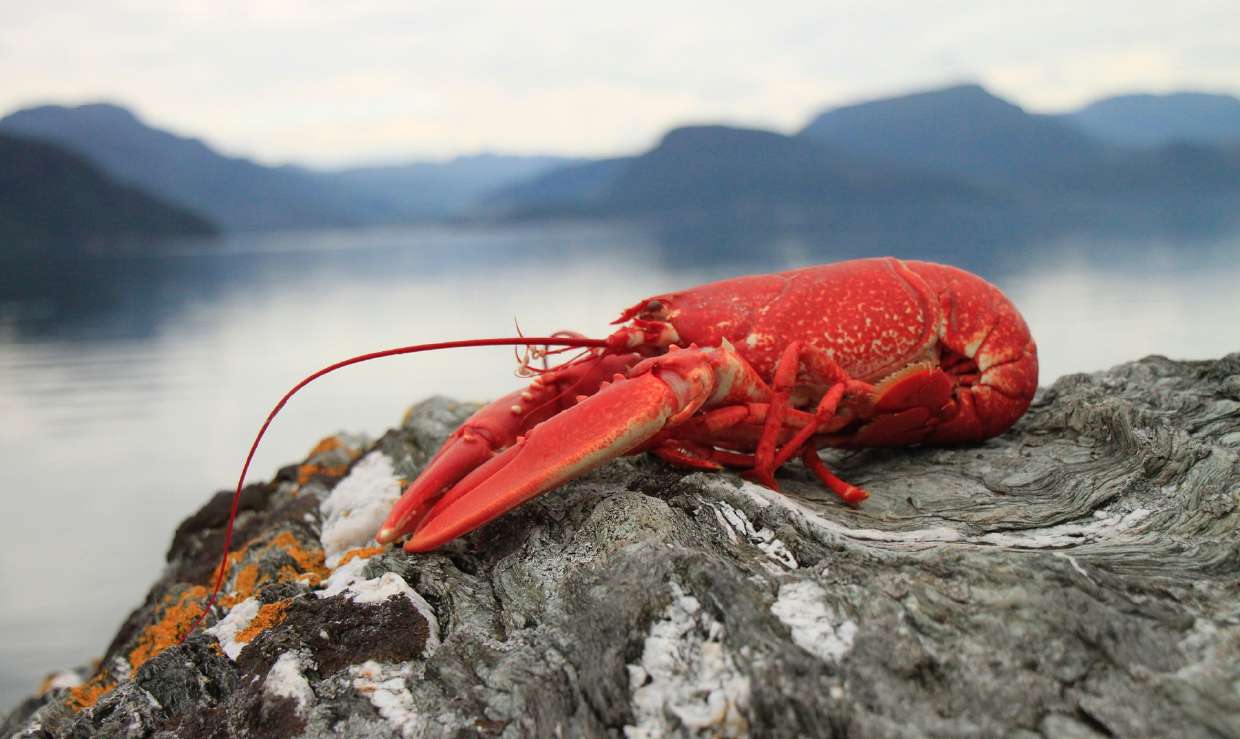 Crab fishing season devastated by COVID-19, GLOBEFISH