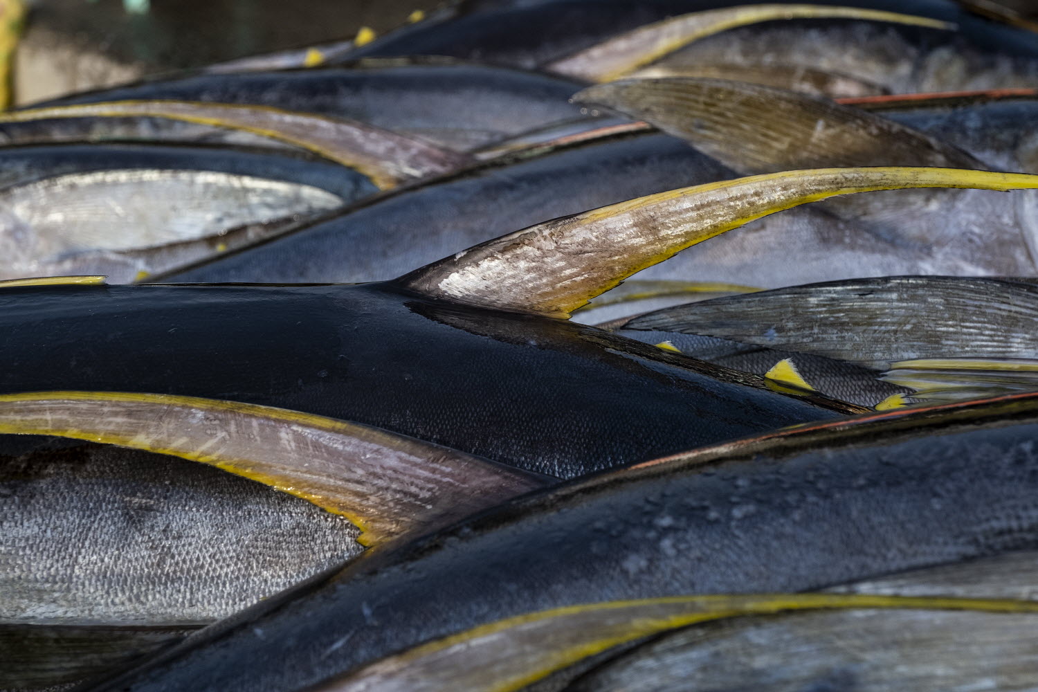 United States Wins New Conservation Measures for Pacific Tuna and Backs  Inspections to Curb Illegal Fishing | NOAA Fisheries