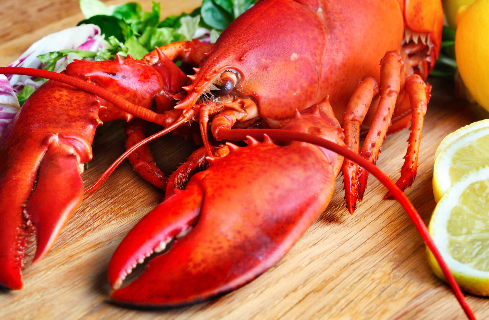 Strong lobster season in 2015 | GLOBEFISH | Food and Agriculture ...
