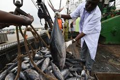 Abidjan, Cote d'Ivoire - Fishermen offloading tunas after a fish catch at Abidjan's industrial fish port.