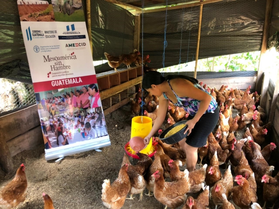 Jóvenes mujeres emprenden producción de huevos de gallinas en Chiquimula |  Mesoamerica Hunger Free AMEXCID-FAO | منظمة الأغذية والزراعة للأمم المتحدة