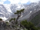 Juniper forests and the survival of high mountain communities in Central Asia
