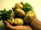 Potatoes for food security in the Andes