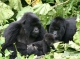 Mountain gorilla population grows