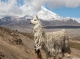 8th European Symposium on South American Camelids and 4th European Meeting on Fibre Animals